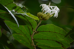 Jasminum multiflorum